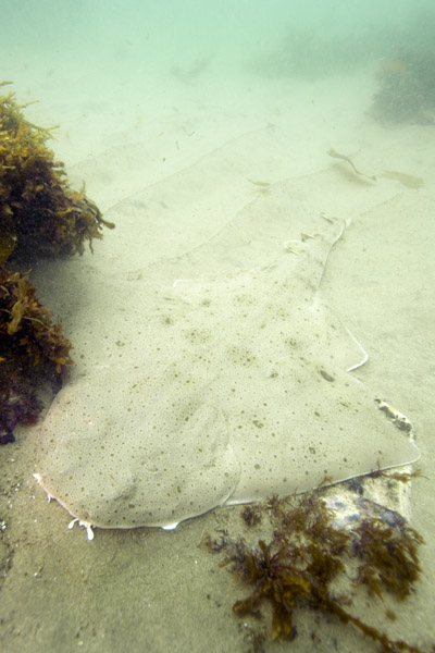 Squatina californica (Squalo angelo del Pacifico)